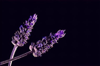 Fotokopi alanı stilize edilmiş iki mor lavanta çiçeği.