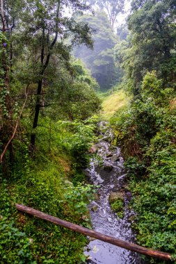 Bulanık atmosferdeki yemyeşil tropikal bitki örtüsünün ortasındaki küçük dere