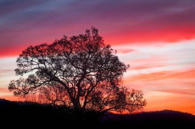 Okaliptüs ağacı silueti kırmızı günbatımında fotokopi alanı ile yakın plan