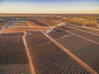 Günbatımında Güney Avustralya 'da üzüm bağlarıyla kaplı geniş alanlar.