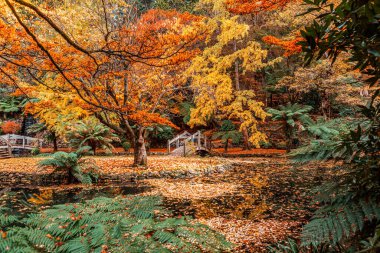 Dandenong Ranges, Melbourne Avustralya 'da güzel bir sonbahar.
