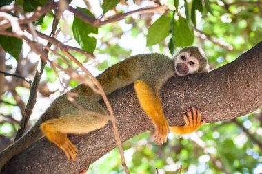 Ağaç dalına sarılan şirin sincap maymunu..