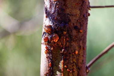 Arka planda, gövdeden sızan sakız ağacı özü.