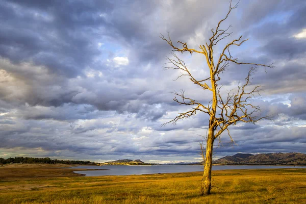 Árvore Nua Margem Lago Hume Pôr Sol Victoria Austrália — Fotografia de Stock