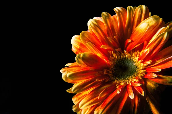 Rot Orange Gerbera Blütenkopf Nahaufnahme Auf Schwarzem Hintergrund Mit Kopierraum — Stockfoto