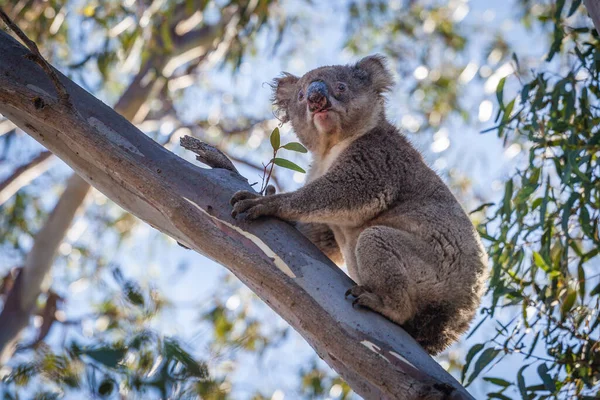 Retrato Koala Sentado Rama Del Árbol — Foto de Stock