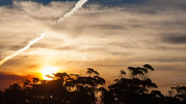 Bela Paisagem Pôr Sol Com Silhuetas Vegetação Costeira Australiana Céu — Fotografia de Stock