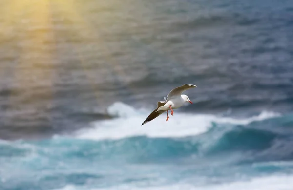 Zeemeeuw Vliegt Boven Oceaan Verlicht Door Zonnestralen — Stockfoto