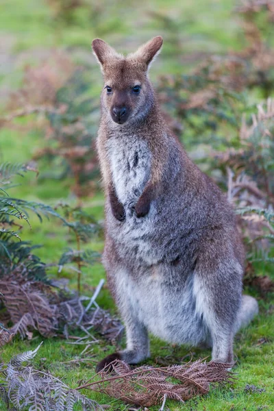 Bennett Wallaby Tazmanya Avustralya Eğreltiotlarının Arasında — Stok fotoğraf