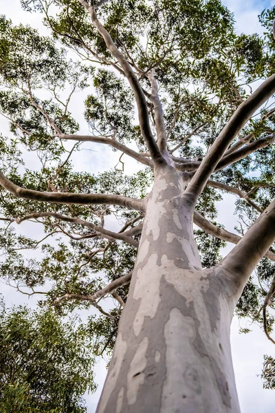Menatap Kanopi Pohon Eukaliptus Gambar Vertikal — Stok Foto