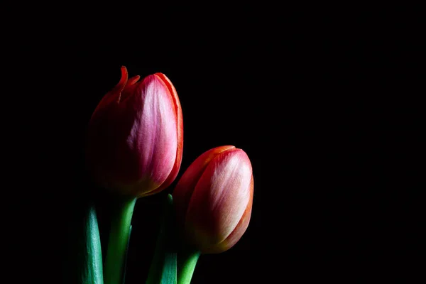 Dos Tulipanes Rojos Negro Con Espacio Copia — Foto de Stock