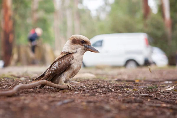 Kookaburra Tanah Pada Latar Belakang Kabur Closeup — Stok Foto