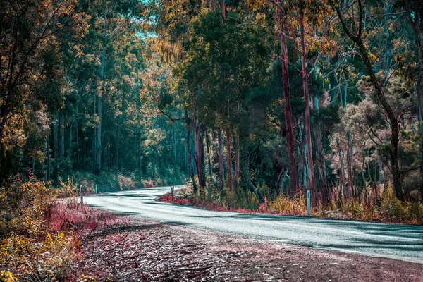Verschlungene Leere Straße Australischen Eukalyptuswald — Stockfoto