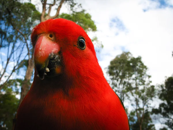 Охорона Австралійського Короля Папуги — стокове фото