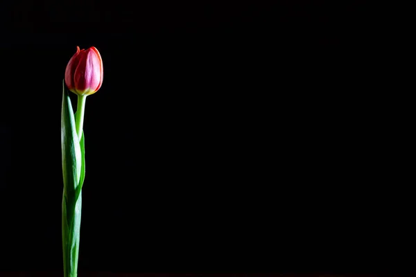 Eine Tulpe Isoliert Auf Schwarz Mit Kopierraum — Stockfoto