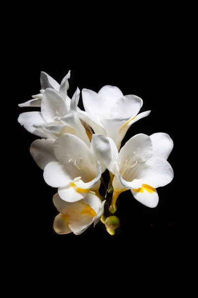 黒地に孤立した白と黄色のフリージアの花 — ストック写真
