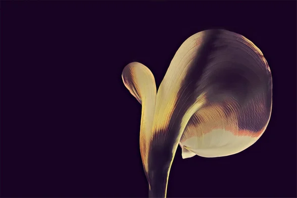 Gambar Digital Calla Lily Closeup Latar Belakang Hitam Dengan Ruang — Stok Foto