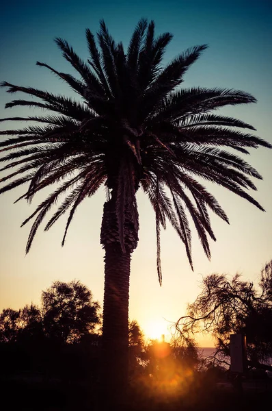 Gün Batımında Palm Tree Siluetinin Dikey Manzarası — Stok fotoğraf