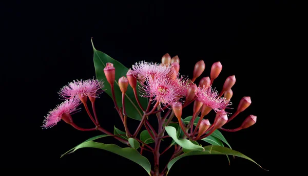 Elegante Ramo Flores Eucalipto Rosa Ramitas Hojas Aisladas Sobre Fondo —  Fotos de Stock