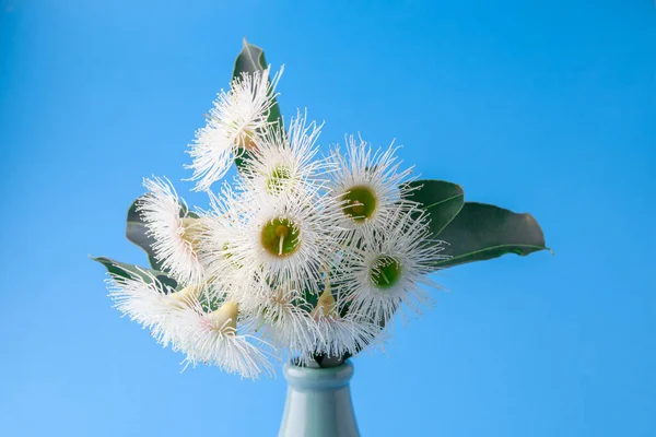 Närbild Eukalyptus Blommor Blå Bakgrund — Stockfoto