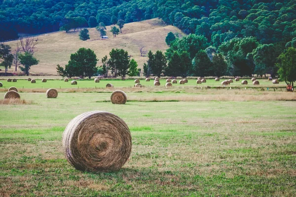 Pacas Redondas Heno Campo Después Cosecha Caluroso Día Verano — Foto de Stock