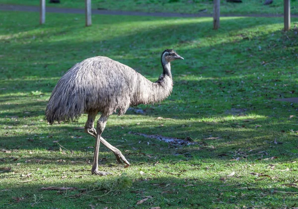 Ursprunglig Australiensisk Emu Flyglös Fågel Porträtt — Stockfoto