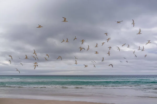 Hejno Ptáků Nad Oceánem Krádeže Kapucí Penningtonském Zálivu Ostrov Klokan — Stock fotografie