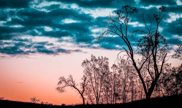 夕暮れ時の裸の木のシルエット 美しい風景 — ストック写真