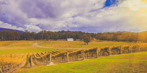 Виноградник Долине Ярра Австралия Осенью — стоковое фото