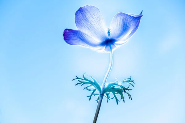 Anemon Blomma Glöder Solen Mycket Ljust Levande Blå Himmel — Stockfoto