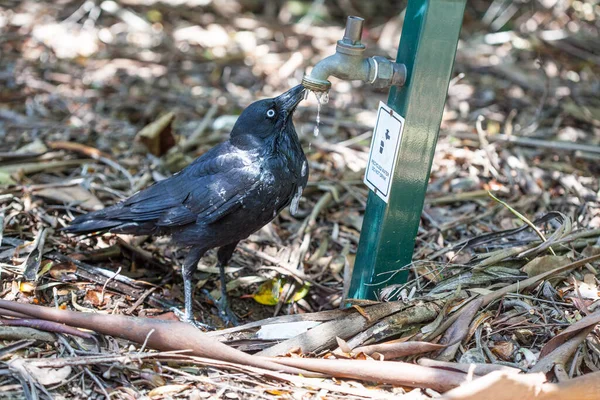 Raven Hitam Minum Air Dari Keran Kebun — Stok Foto