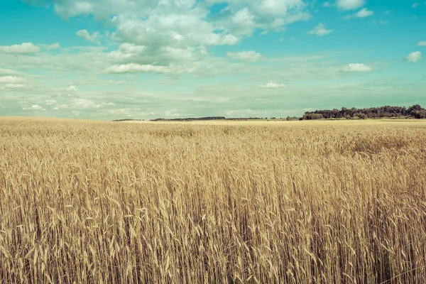 Пшеничне Поле Під Блакитним Небом Білими Хмарами Зображення Має Аналоговий — стокове фото