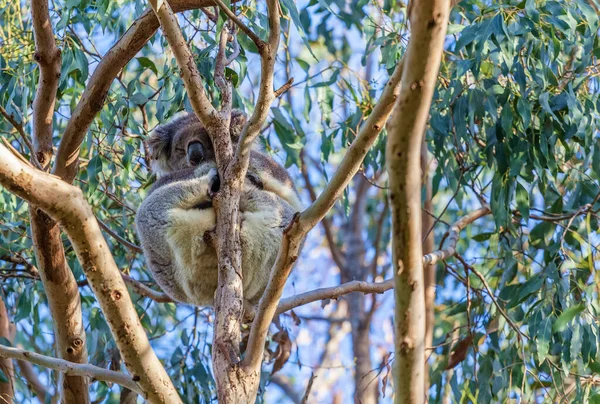 Oso Koala Durmiendo Primer Plano Sobre Eucalipto — Foto de Stock