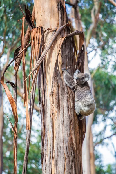 澳大利亚维多利亚州的考拉熊爬上了树 — 图库照片
