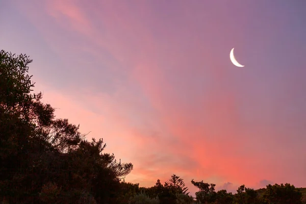 Lua Crescente Céu Pôr Sol Com Silhuetas Árvores Espaço Cópia — Fotografia de Stock