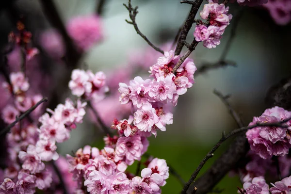 Bunga Sakura Yang Indah Dengan Latar Belakang Kabur Australia — Stok Foto