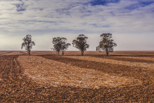 Empat Pohon Yang Tumbuh Tengah Lahan Yang Dibajak Australia Selatan — Stok Foto