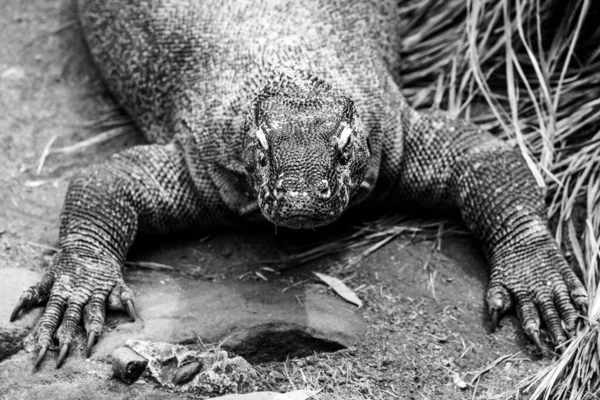 Extrem Närbild Komodo Dragon Ödla Svart Och Vitt — Stockfoto
