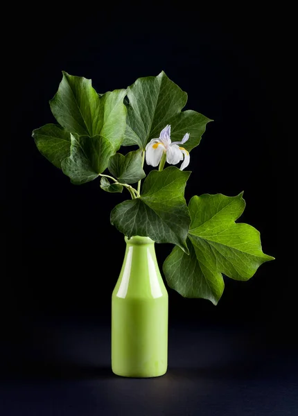 Vacker Blomma Och Gröna Blad Närbild Med Kopia Utrymme Svart — Stockfoto