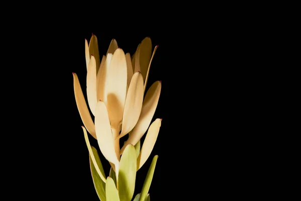 Leucadendron Blüten Isoliert Auf Schwarz Mit Kopierraum — Stockfoto
