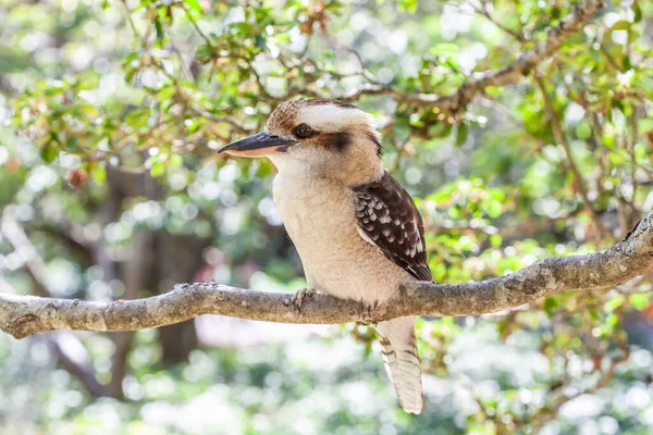 澳大利亚土生土长的鸟在朦胧的背景下在树枝上咯咯笑 — 图库照片
