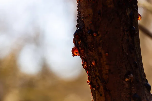 Sève Gommier Rayonnant Soleil Sur Fond Flou Avec Espace Copie — Photo