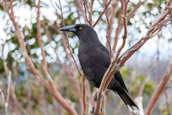 Potret Currawong Hitam Burung Tasmania Asli Taman Nasional Gunung Cradle — Stok Foto