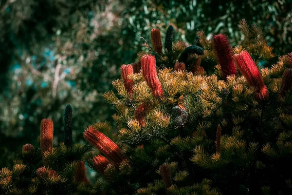 Banksia Hermosas Flores Silvestres Australianas Sobre Fondo Borroso — Foto de Stock