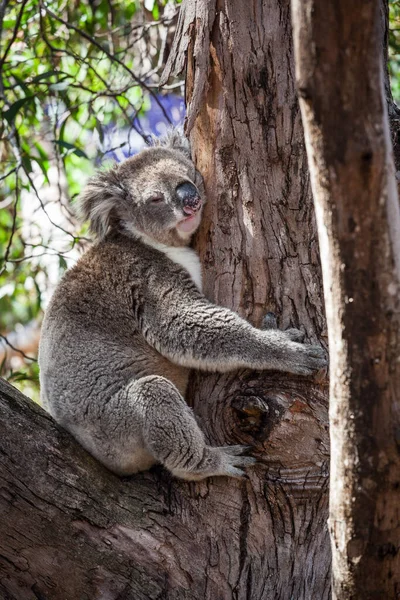 Retrato Koala Abrazando Árbol — Foto de Stock