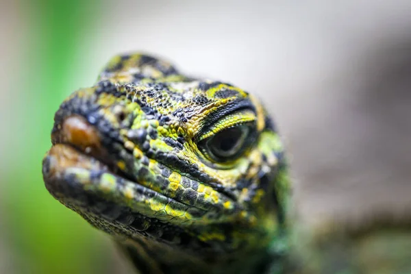 Sailfin Lizard Κοιτάζοντας Κατ Ευθείαν Στην Κάμερα Ακραία Closeup Έμφαση — Φωτογραφία Αρχείου