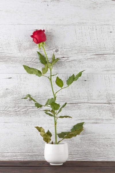 Jedna Czerwona Róża Stojąca Małej Białej Ceramicznej Wazonie Obraz Pionowy — Zdjęcie stockowe