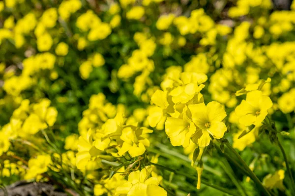 Bunga Kuning Yang Indah Padang Bawah Sinar Matahari Yang Cerah — Stok Foto
