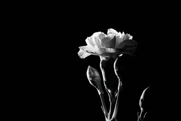 Gyengéd Fehér Szegfű Virág Fekete Háttérrel Fénymásolási Hellyel Fekete Fehér — Stock Fotó