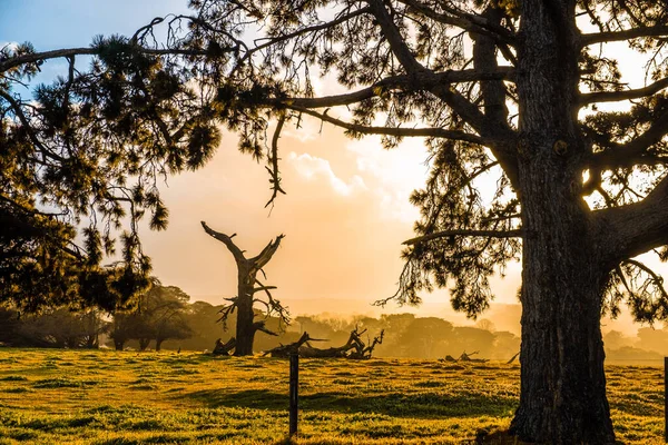 Matahari Bersinar Melalui Awan Badai Pada Batang Pohon Kering Padang — Stok Foto